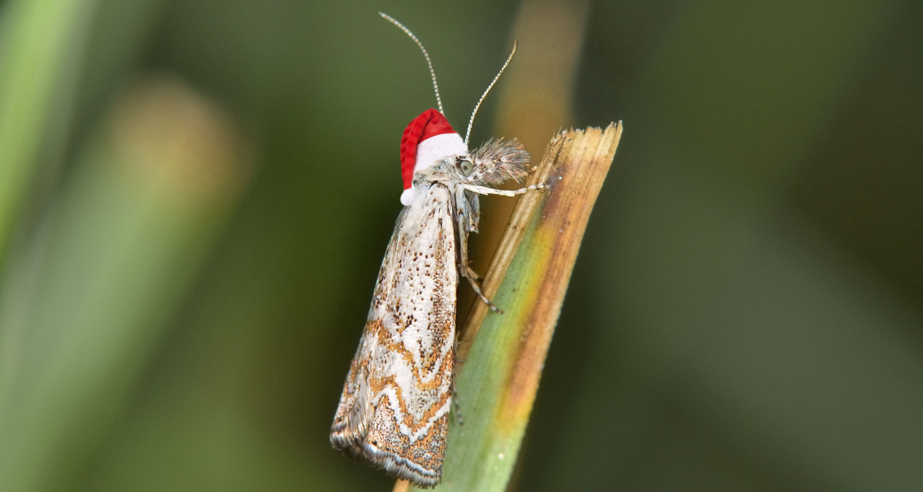 Crambidae? S:  Platytes cerussella